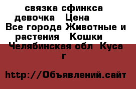 связка сфинкса. девочка › Цена ­ 500 - Все города Животные и растения » Кошки   . Челябинская обл.,Куса г.